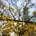 IMG_9032