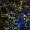 IMG_9648
