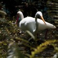 IMG_9723